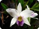 Laelia anceps var. veitchiana